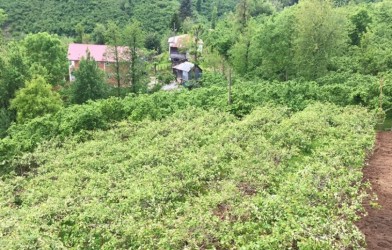 FIRTINA FINDIK VE KİVİ ÜRETİCİLERİNİ ÜZDÜ