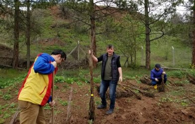 ÇİFTÇİLERE YÜKSEK VERİMLİ CEVİZ FİDANI DAĞITILDI