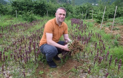 SALEP HASADI BAŞLADI